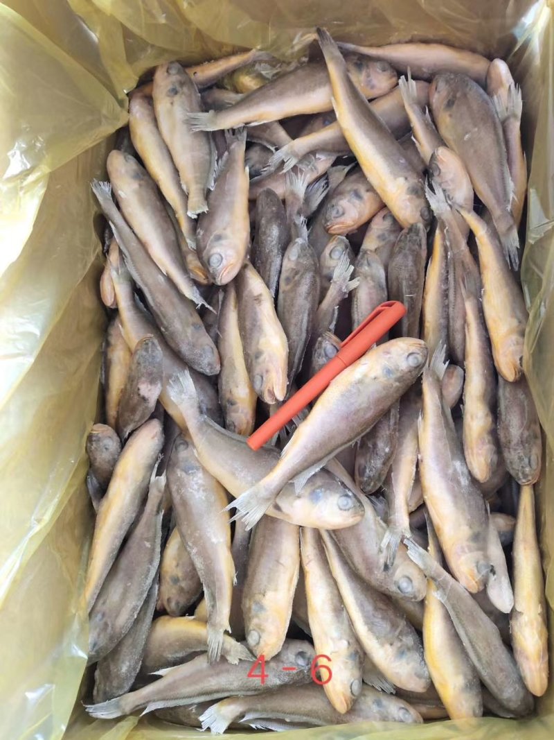 黄花鱼！新鲜口感好！为了扩充店铺信誉度线上交易感谢支持！