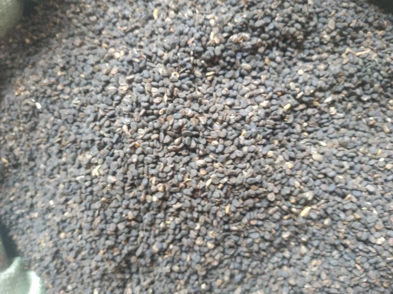 补骨脂～量大优惠～1公斤起售欢迎咨询采购