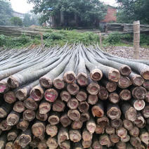 原产地直销各种规格优质老毛竹，肉厚，竿直