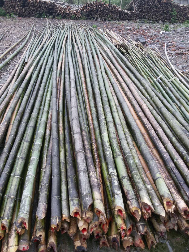 原产地直销各种规格优质老毛竹，肉厚，竿直