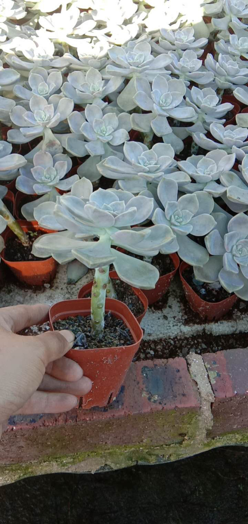 紫乐老桩，单头多头，多肉植物批发，多重多肉拼盘