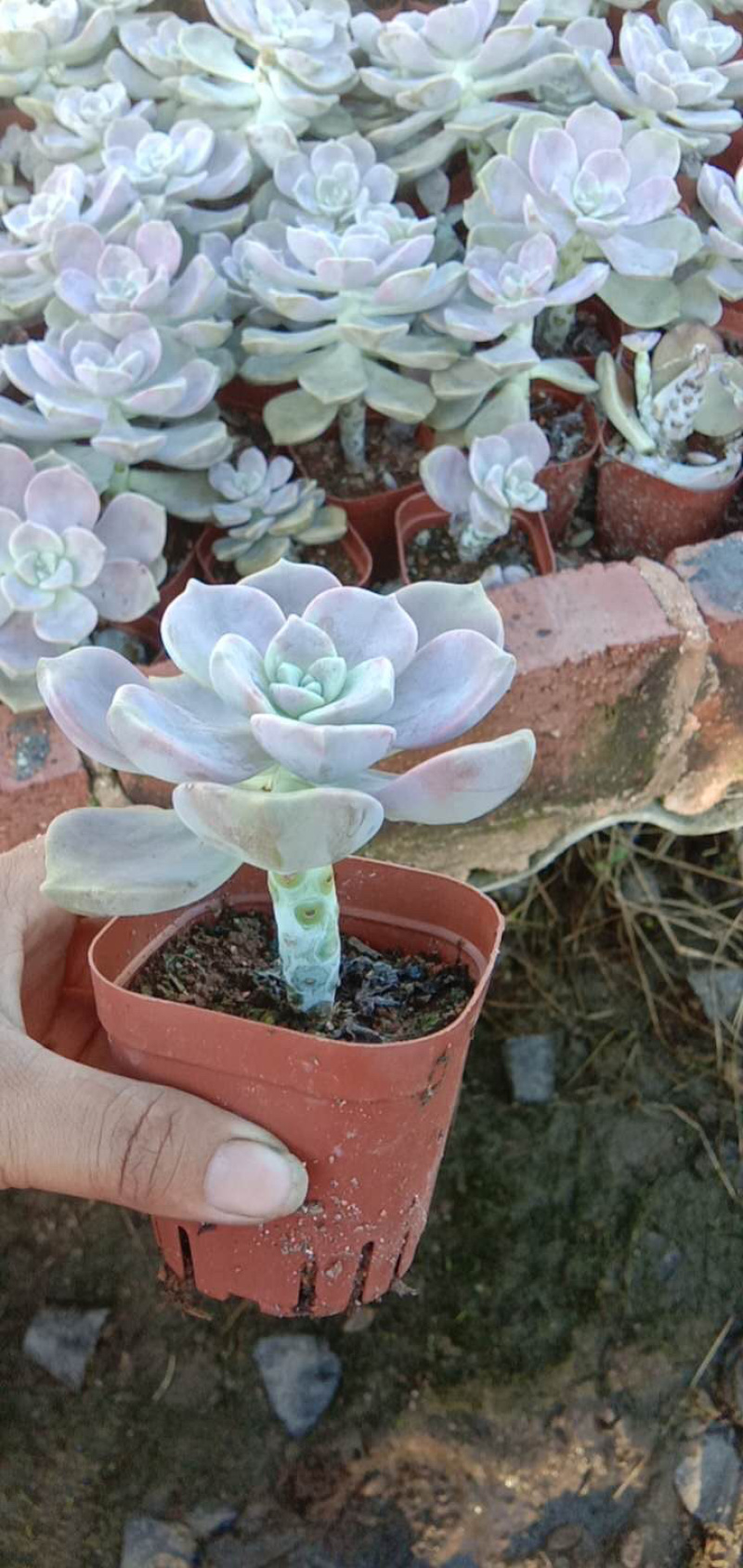 紫乐老桩，单头多头，多肉植物批发，多重多肉拼盘