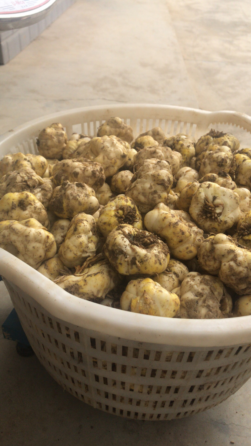 皖南水果百合独头瓣大糯甜,可炒菜煲汤煮粥