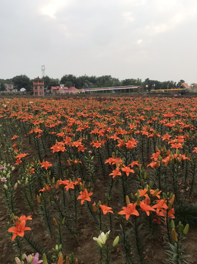 皖南水果百合独头瓣大糯甜,可炒菜煲汤煮粥