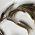马口鱼苗鳡鱼苗已驯化吃饲料产地直供