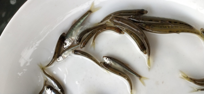 马口鱼苗鳡鱼苗已驯化吃饲料产地直供