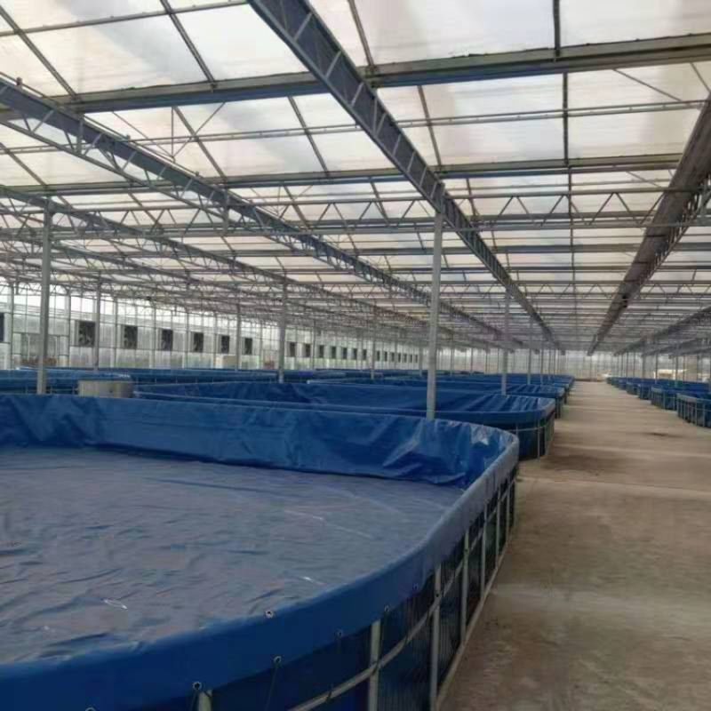 马口鱼苗鳡鱼苗已驯化吃饲料产地直供