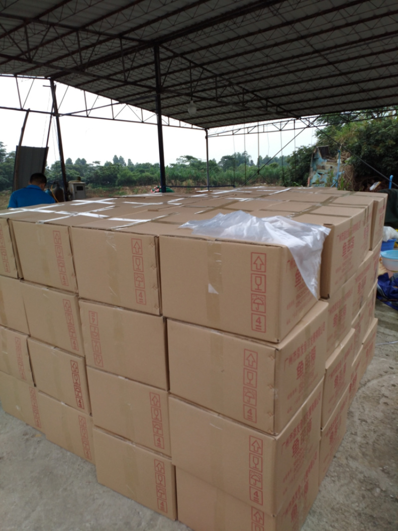 马口鱼苗鳡鱼苗已驯化吃饲料产地直供