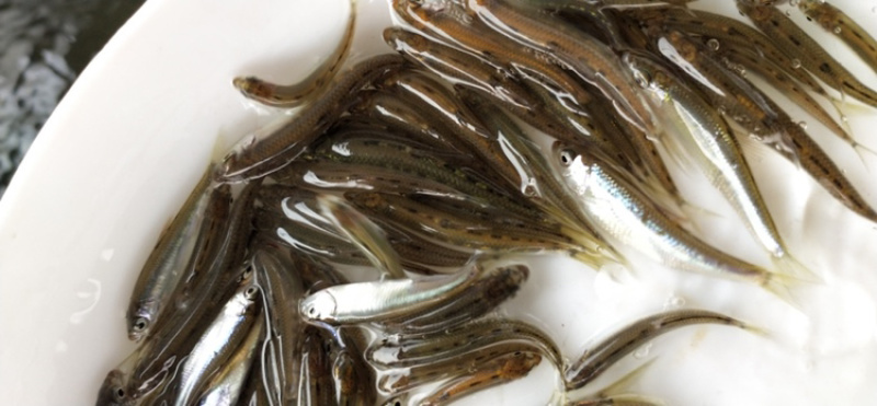马口鱼苗鳡鱼苗已驯化吃饲料产地直供