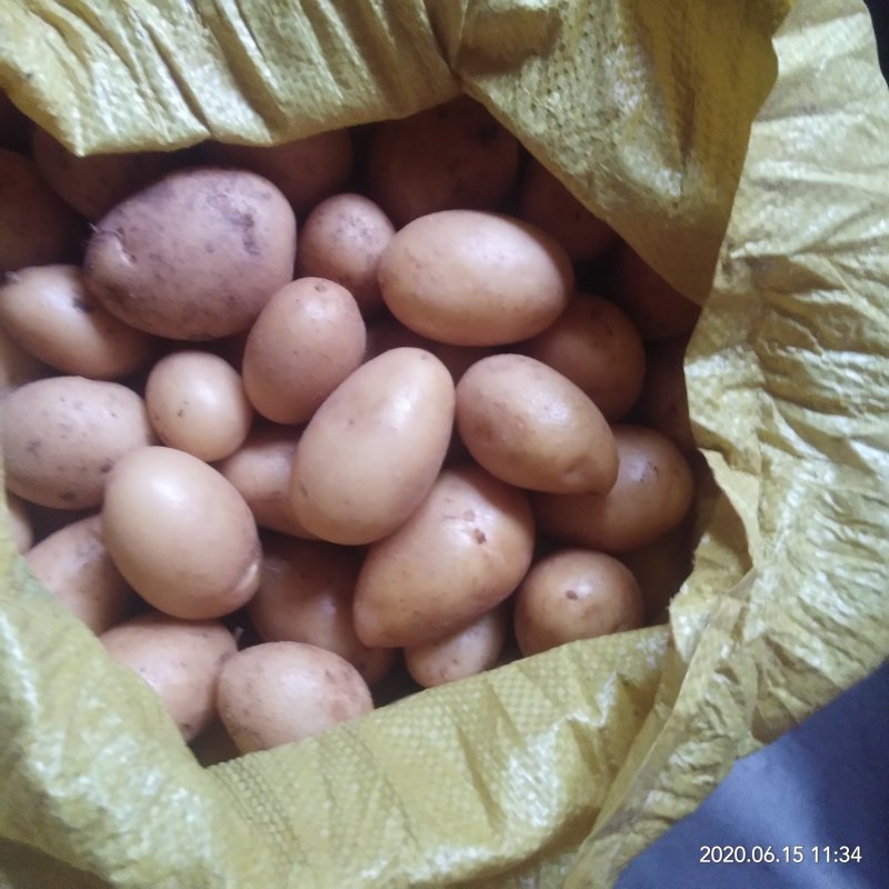 何兰十五，黄心