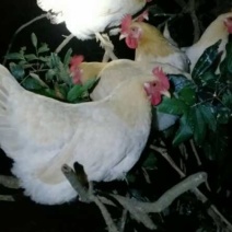 广西土鸡，岑溪三黄鸡（中国十大名鸡