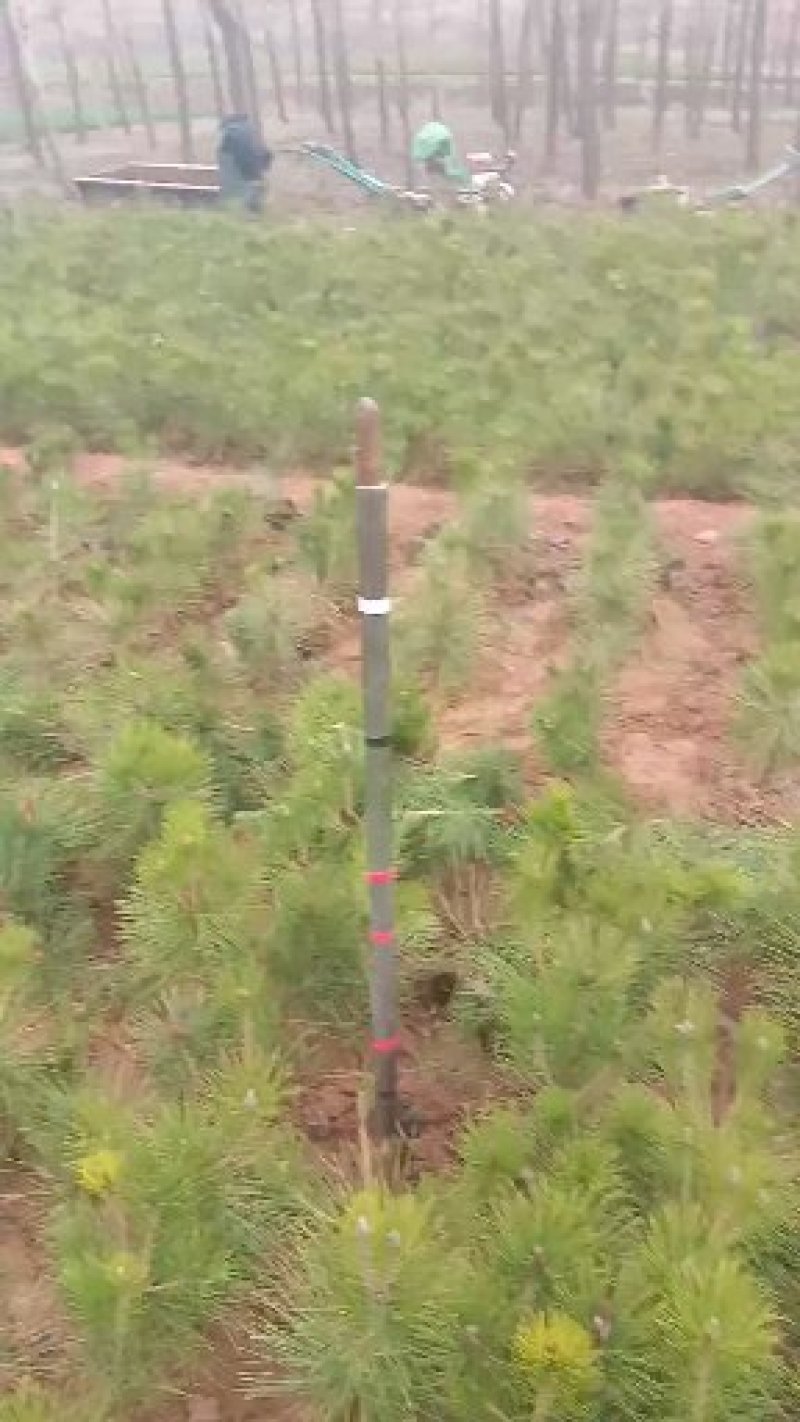 黑松\黑松苗\黑松批发\黑松小苗\黑松\山东黑松