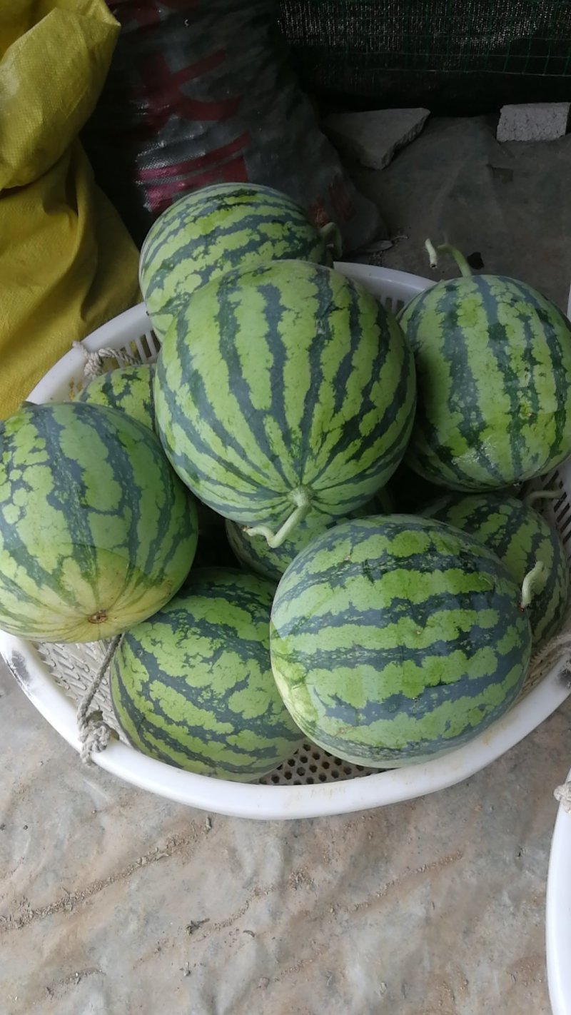 精品美都西瓜，大棚西瓜，果形好，脆甜多汁