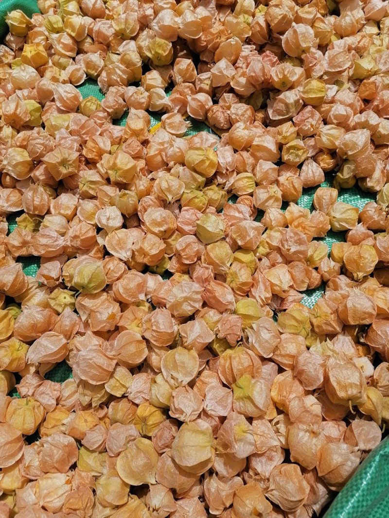 代收大安黄菇茑/提供库房灯笼果/黄菇茑/批发/零售/