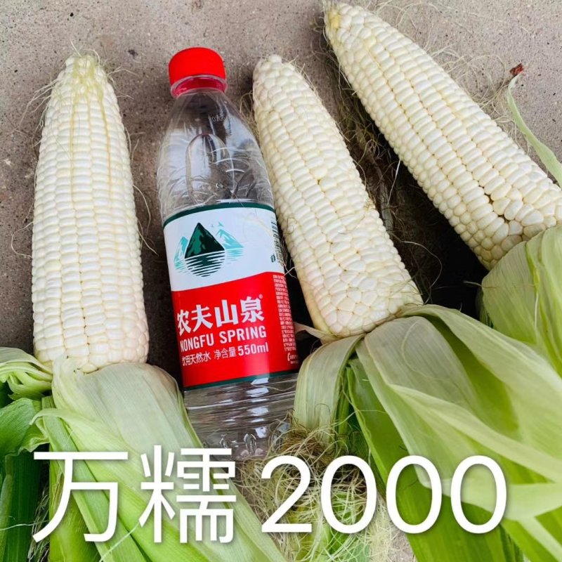 万糯2000大量有售，整齐一致，苞叶紧，无虫，无秃尖