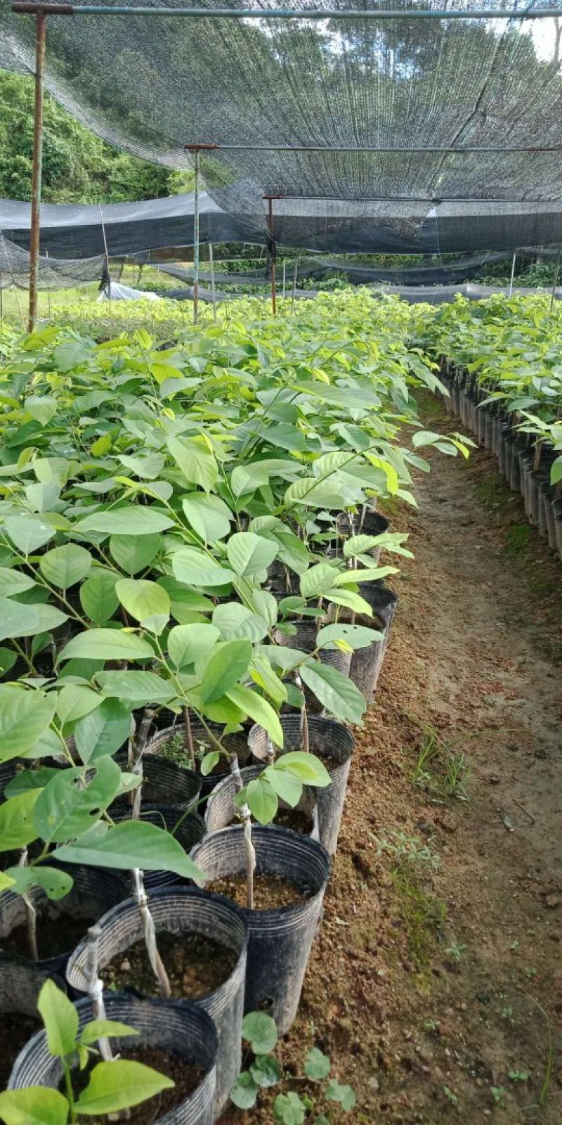 释迦果苗台湾凤梨南方种嫁接佛陀果苗番荔枝
