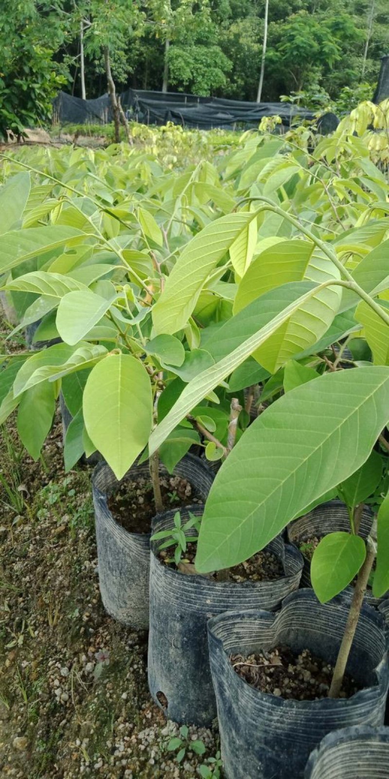 释迦果苗台湾凤梨南方种嫁接佛陀果苗番荔枝