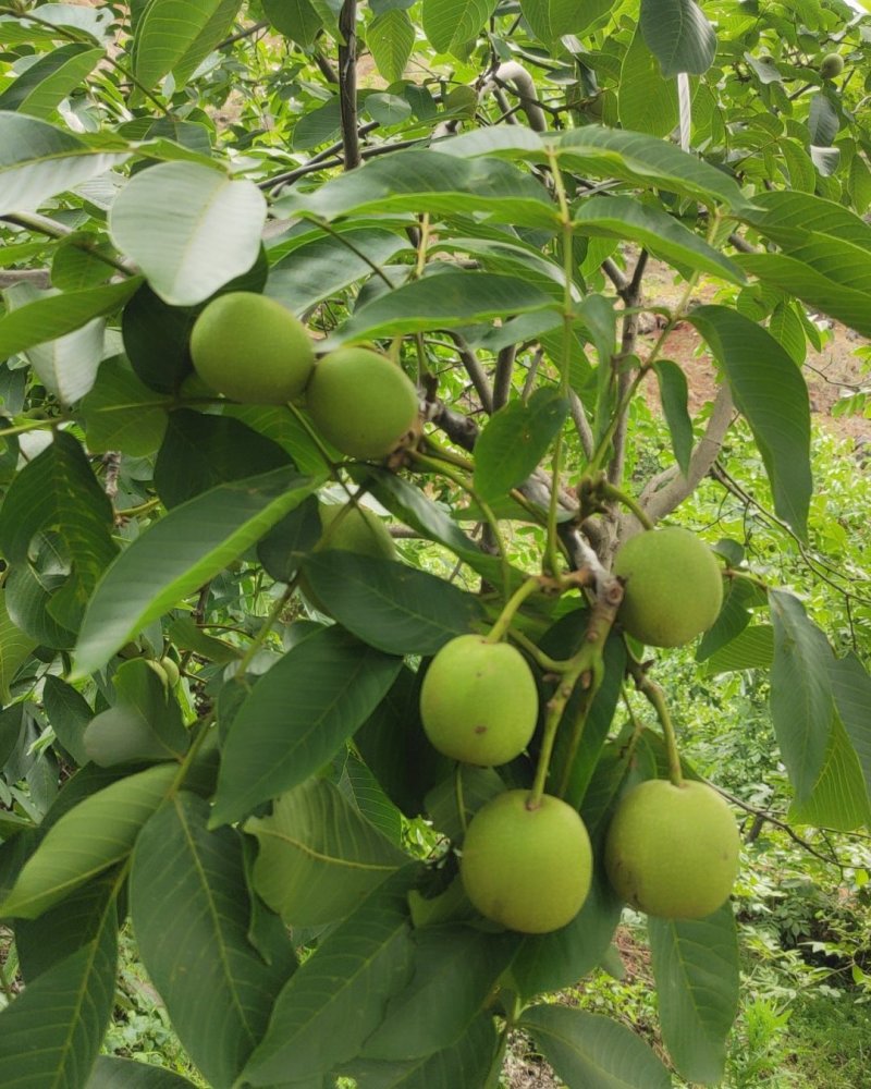米易鲜核桃