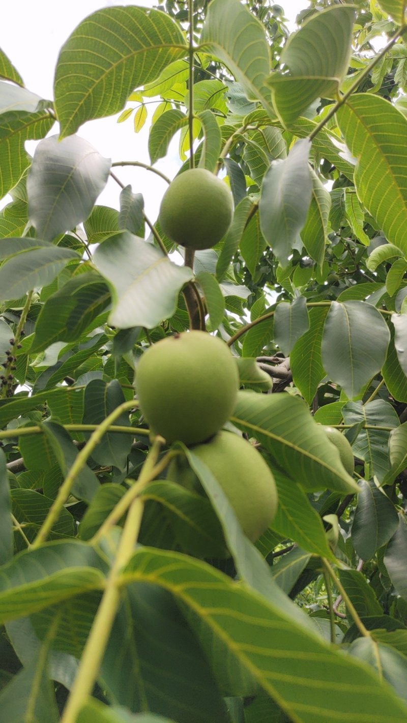 米易鲜核桃
