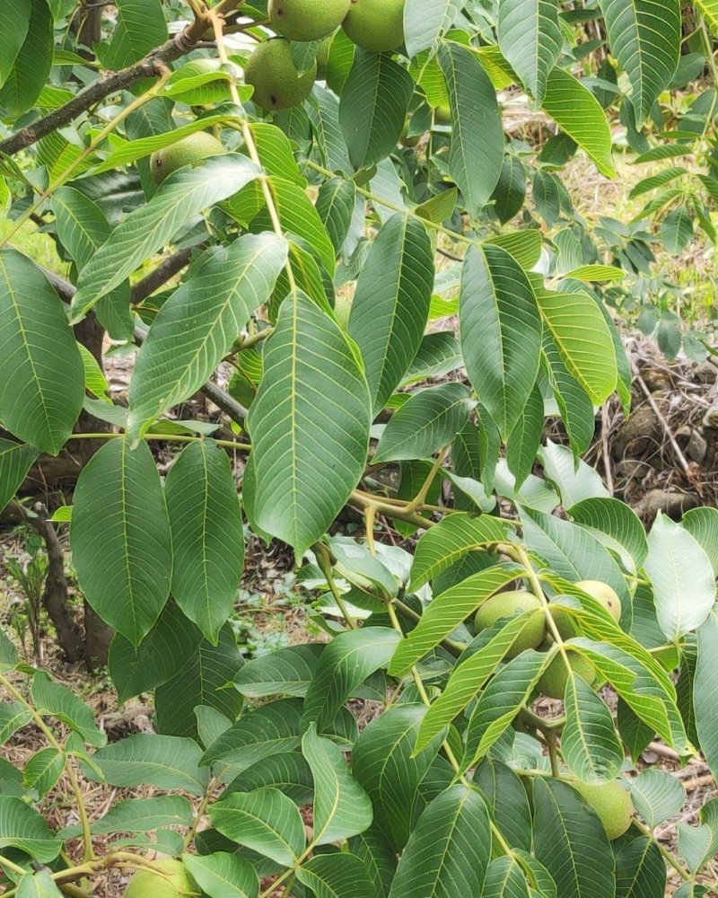 米易鲜核桃