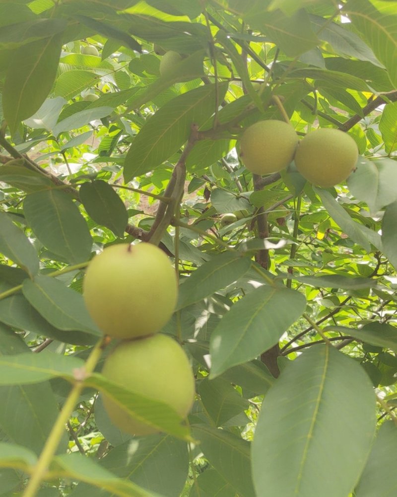 米易鲜核桃