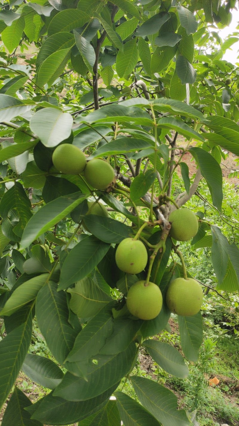 米易鲜核桃