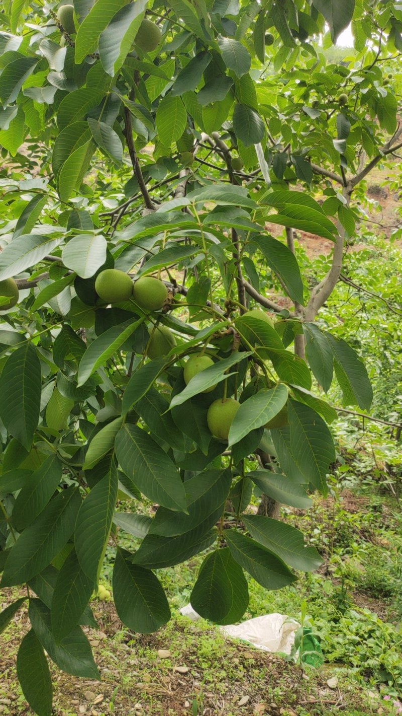 米易鲜核桃