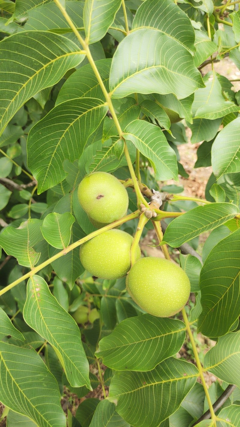 米易鲜核桃