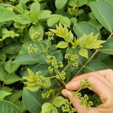 江西中花吴茱萸苗，当年扦插当年挂果。产量高，收益快。