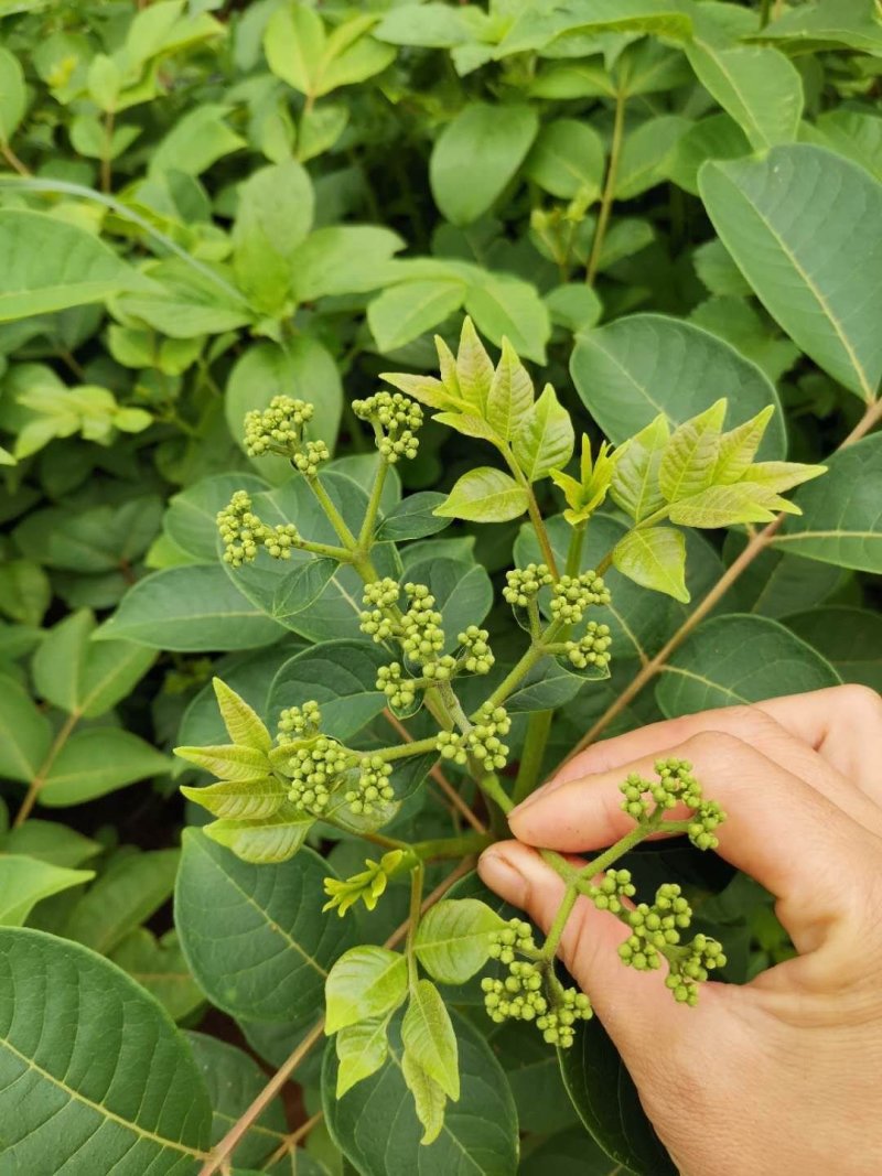江西中花吴茱萸苗，当年扦插当年挂果。产量高，收益快。