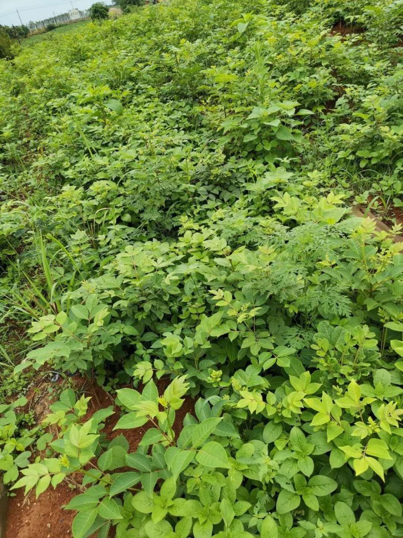江西中花吴茱萸苗，当年扦插当年挂果。产量高，收益快。