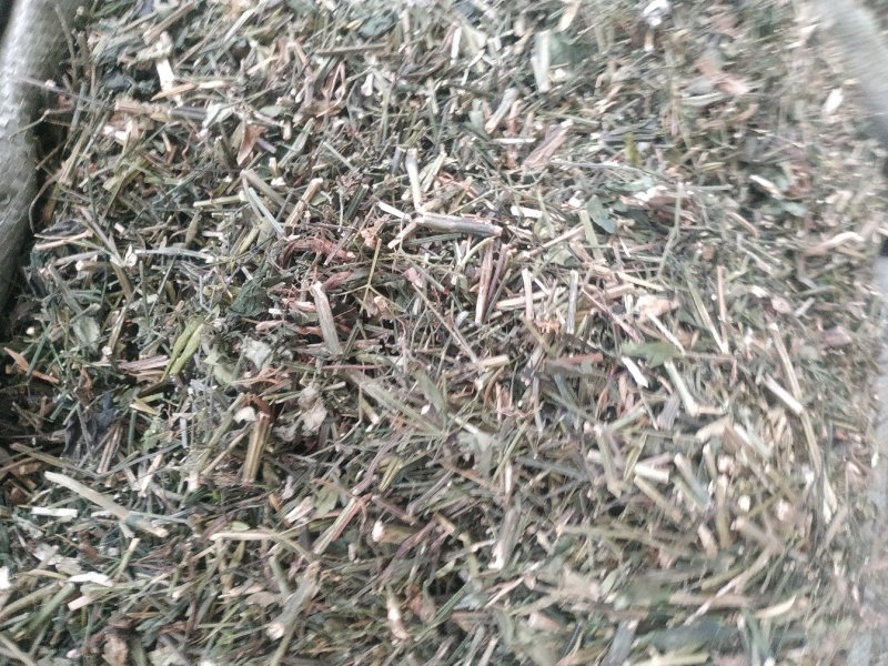 穿心莲～新货～1公斤起售～质量好价格便宜欢迎咨询