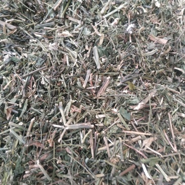 穿心莲～新货～1公斤起售～质量好价格便宜欢迎咨询