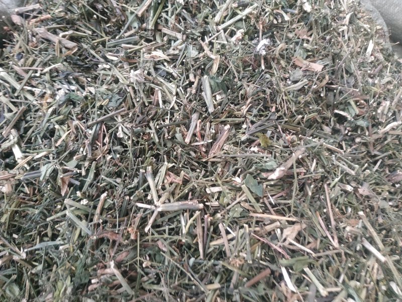 穿心莲～新货～1公斤起售～质量好价格便宜欢迎咨询