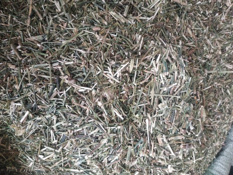 穿心莲～新货～1公斤起售～质量好价格便宜欢迎咨询