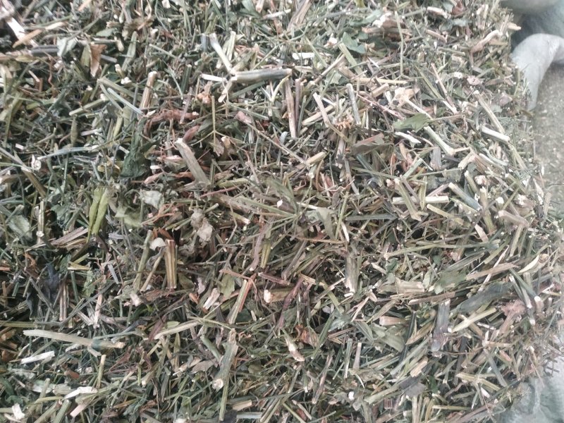 穿心莲～新货～1公斤起售～质量好价格便宜欢迎咨询
