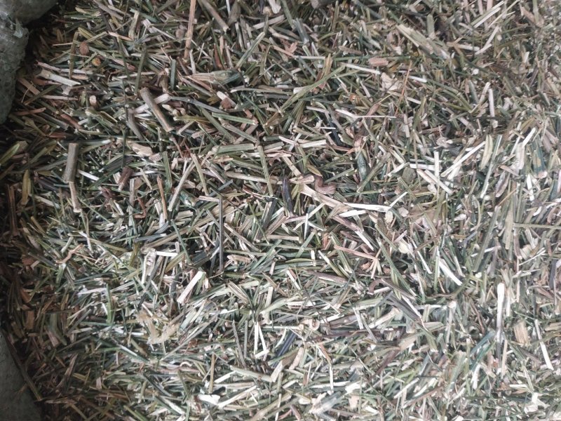 穿心莲～新货～1公斤起售～质量好价格便宜欢迎咨询