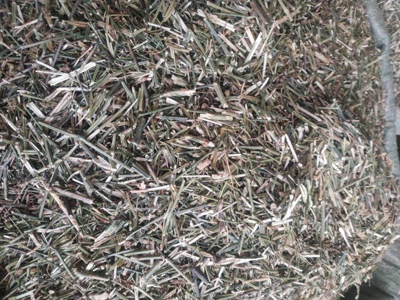 穿心莲～新货～1公斤起售～质量好价格便宜欢迎咨询