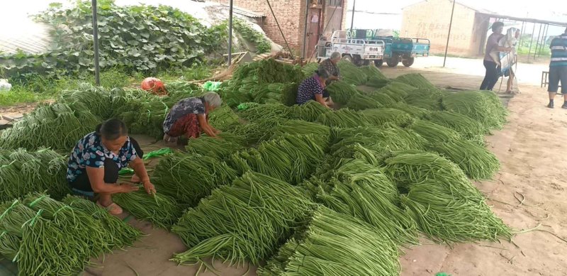 【豆角】优质青条豆角产地现摘现发可视频看货量大从优