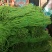 【豆角】优质青条豆角产地现摘现发可视频看货量大从优