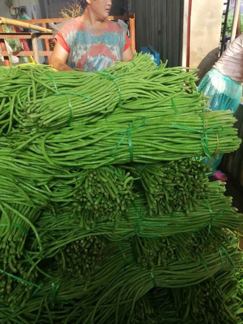 【豆角】优质青条豆角产地现摘现发可视频看货量大从优