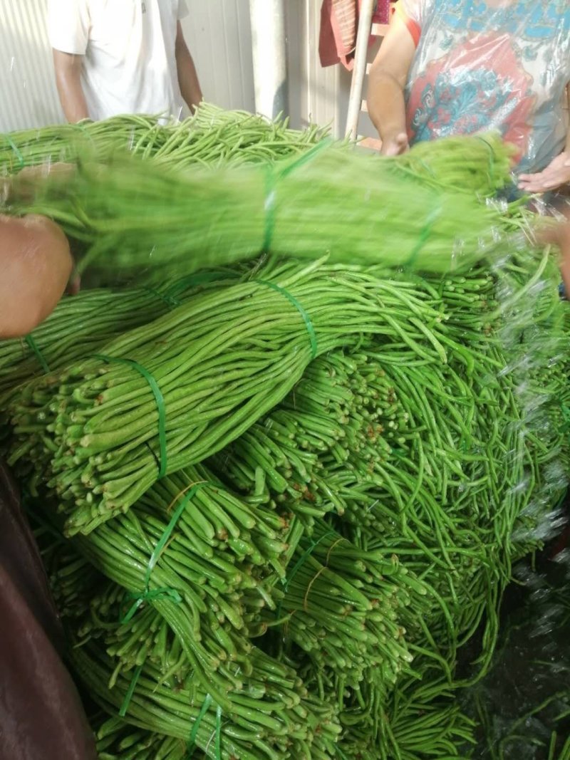 【豆角】优质青条豆角产地现摘现发可视频看货量大从优