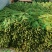 【豆角】优质青条豆角产地现摘现发可视频看货量大从优