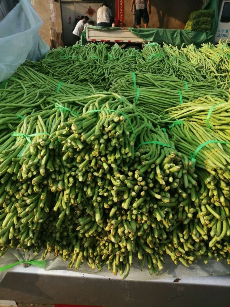 【豆角】优质青条豆角产地现摘现发可视频看货量大从优