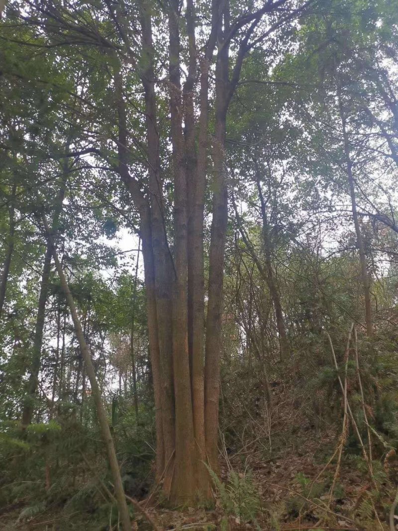 香樟