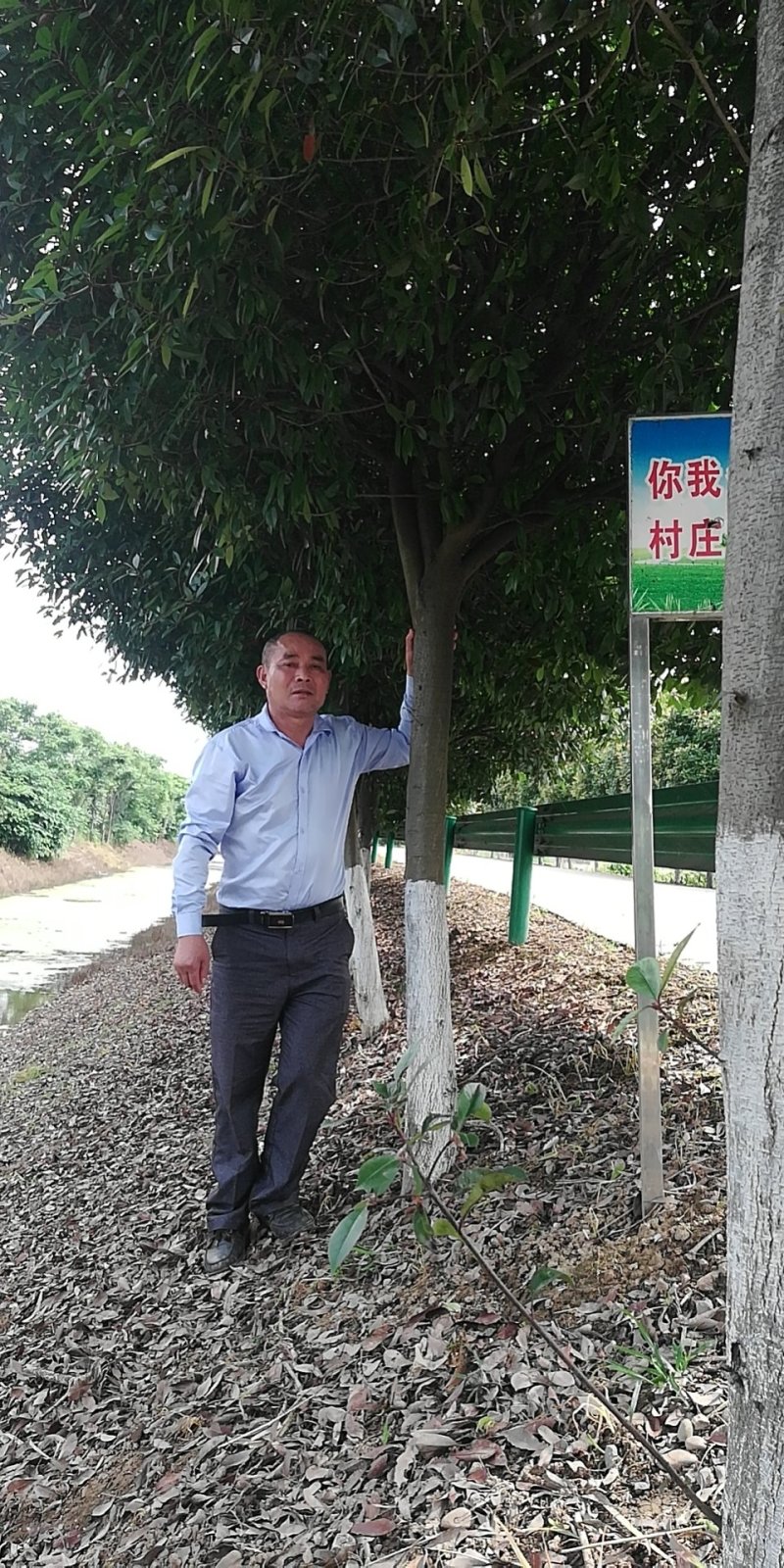 红叶石楠