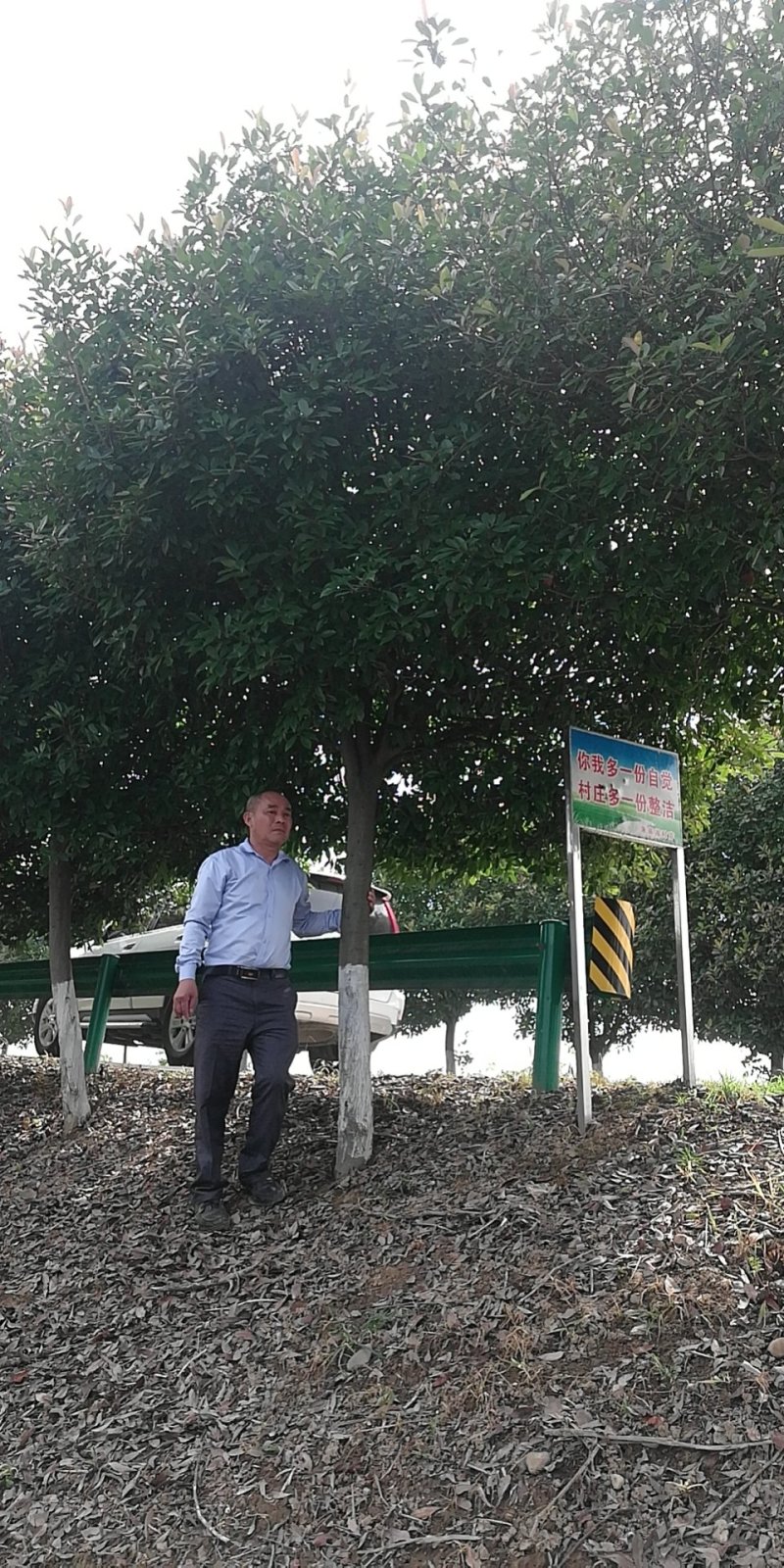 红叶石楠