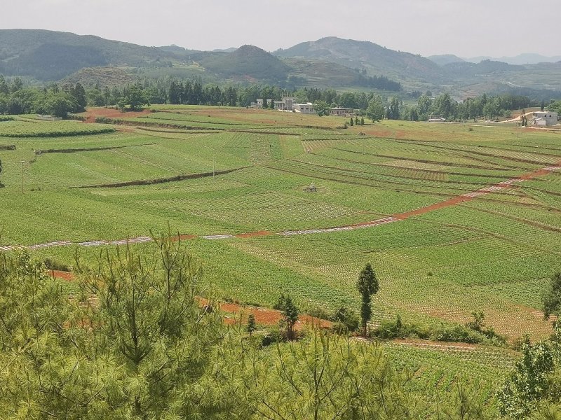 新鲜玉米，贵州农村原产地保证便宜，2020年新鲜玉米