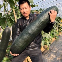 精品冬瓜黑皮冬瓜15斤以上地冬瓜质量保证