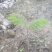 广苏木原生苗，有杯苗20万株和地苗大苗10万株